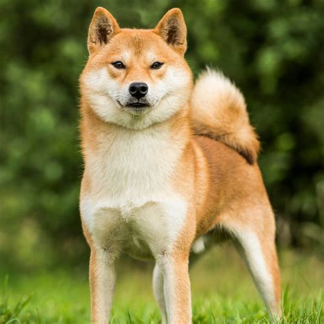 Shiba Inu na turistike v horách