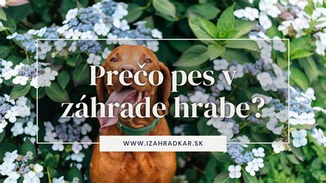 Pes hrabe jamu v záhrade