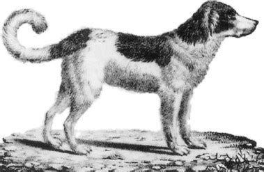 Ilustrácia psa rašelinného z doby kamennej