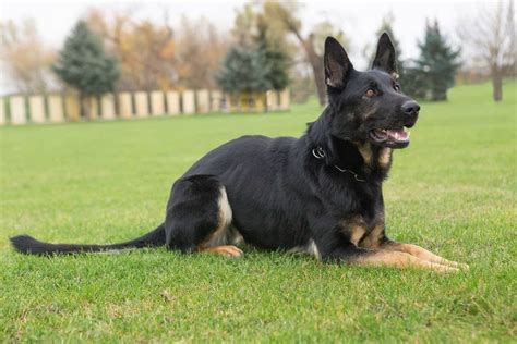 Nemecký ovčiak pri výcviku