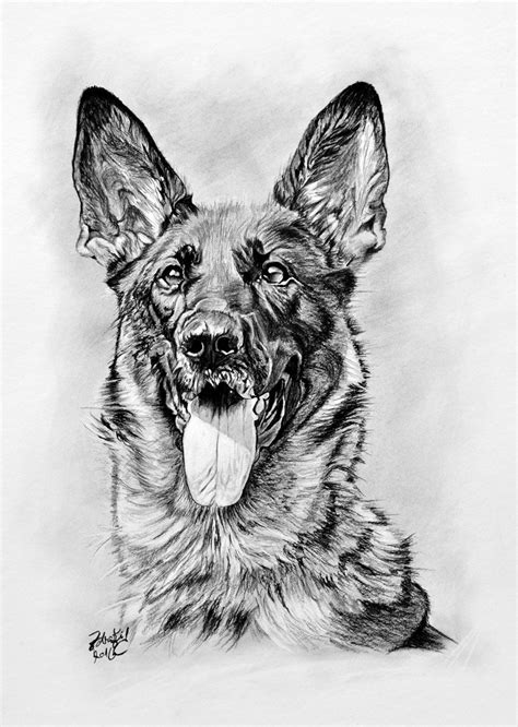 Kresba psa Huskyho ceruzkou