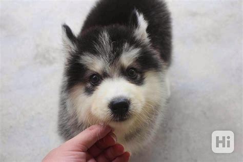 Kresba šteňaťa Huskyho