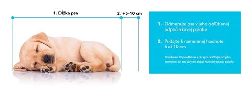 Výber pelechu podľa veľkosti psa