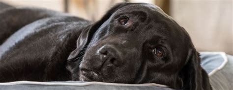 Interiér hostinca Čierny pes