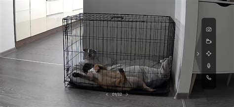 Ilustrácia bezpečného bytu pre psa