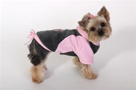 Pes v zimnom oblečku počas prechádzky