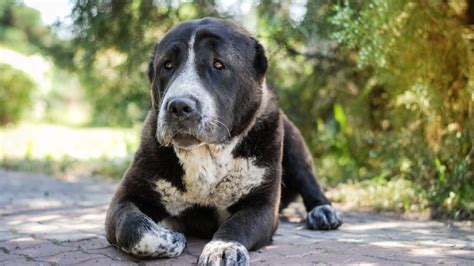 Pes s ťažkým dýchaním