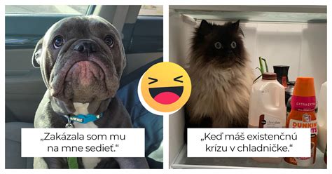 pes s rôznymi výrazmi tváre