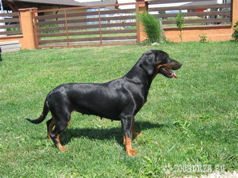 Tatranský durič v rôznych farbách