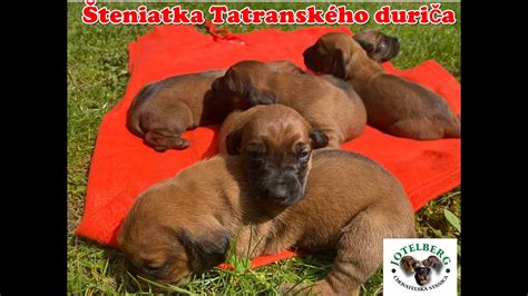 Šteniatka tatranského duriča