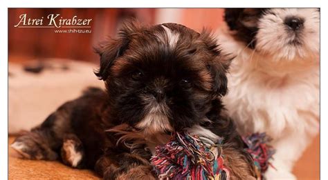 Šteniatko Shih-tzu s hravým výrazom