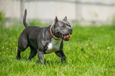 Stafordšírsky bulteriér s rodinou