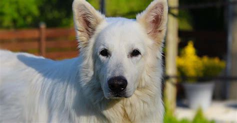 Anatomie bílého švýcarského ovčáka