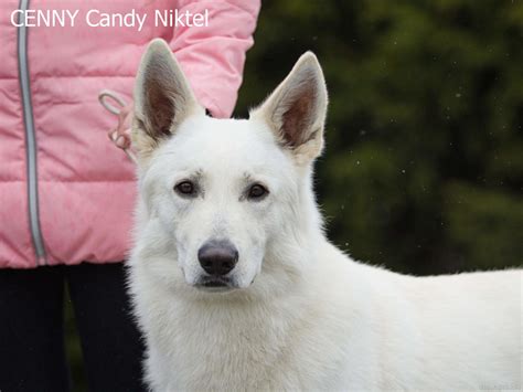 Bílý švýcarský ovčák při výcviku