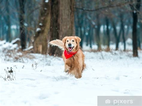 Zlatý retriever v parku