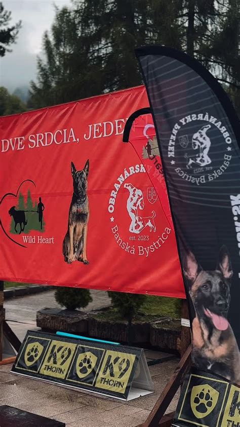 Rumunská cesta s kamenným kilometrovníkom a túlavým psom