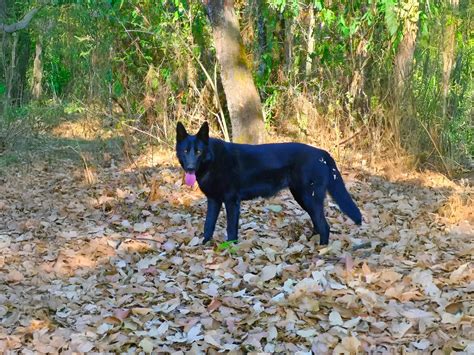 Mexický Kalupoh s výraznou čiernou srsťou