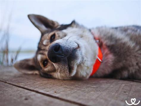 Kanadský Eskymácky Pes ťahajúci sane