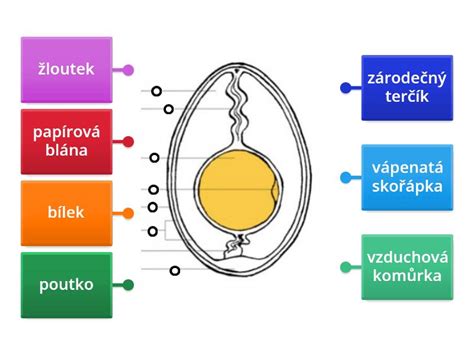 Schematick nákres stavby tela kopova