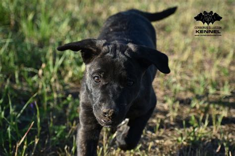 Šteniatko plemena BEA Radosť od Veroniky