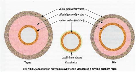 Angiografia krčnej tepny so zobrazením stentu