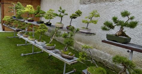 Ilustrácia kapra koi v tradičnom japonskom štýle tetovania