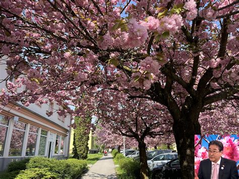 Tetovanie kapra s prvkami japonskej kultúry: kvety, vlny, masky