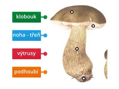 Detailná schéma stavby tela srnčieho ratlíka