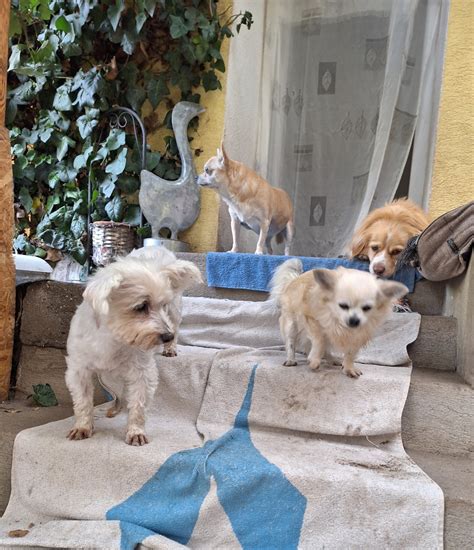 Šteniatko a jeho majiteľ pri socializačnom tréningu