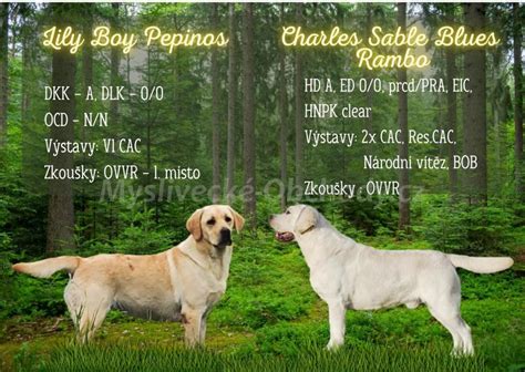 Ilustrácia porovnávajúca srsť zlatého retrievera a labradorského retrievera