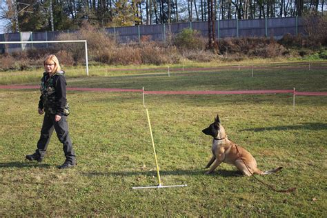 Obrázok psa pri výcviku poslušnosti