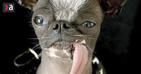 Elwood, najškaredší pes sveta 2007