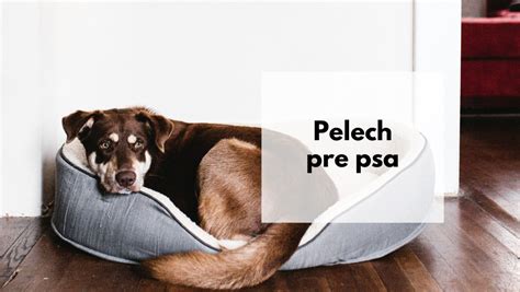 Pes spokojne žuje špeciálnu psiu pochúťku