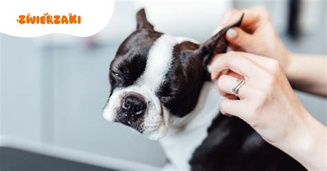 Ilustrácia psa so zápalom ucha