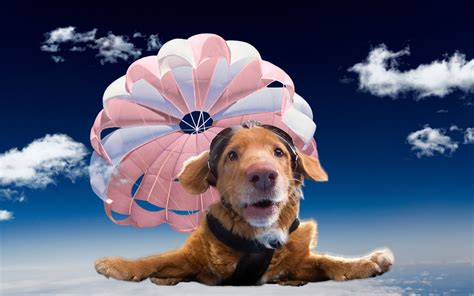 Šťastný pes po zotavení z vestibulárneho syndrómu