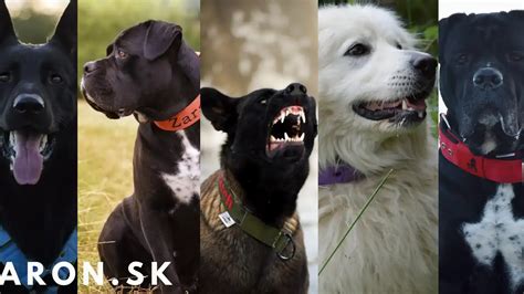 Koláž rôznych farebných variantov svietiacich obojkov pre psov