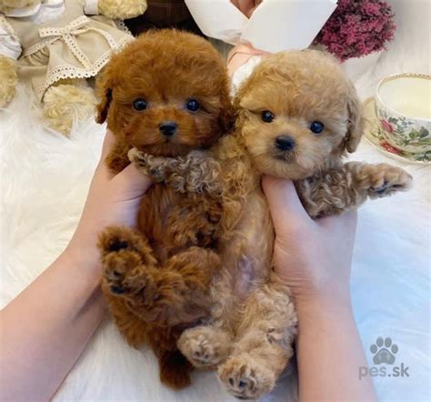 Rast šteniatka veľkého plemena