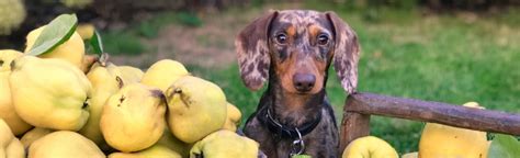 Toxické potraviny pre psov