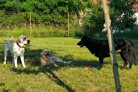 Šteniatko s tortou pre psov