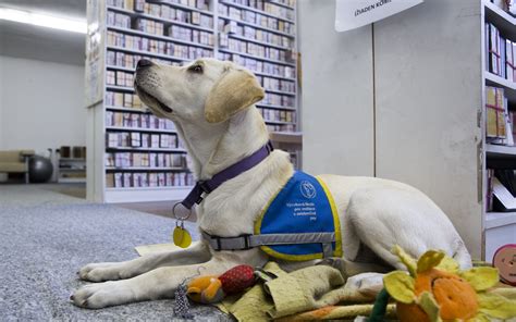 Ilustračné foto psa pri diabetikovi