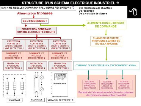 Anatomická schéma psa s vyznačenými svalmi