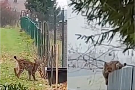 Ilustrácia psa vo dvore s plotom