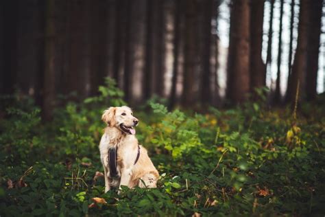 Poľovník so psom pri práci v lese