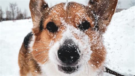 Ilustrácia psa ako spoločníka poľovníka