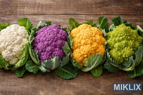 Fotografia rôznych veľkostí pelechov REDANT vedľa seba