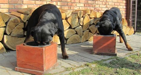 Pes v koterci s búdou