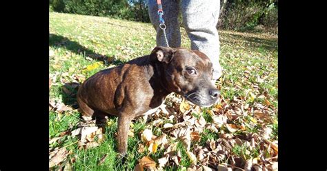 Štýlový bulteriér v exteriéri