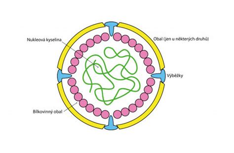 Ilustrácia vírusu besnoty