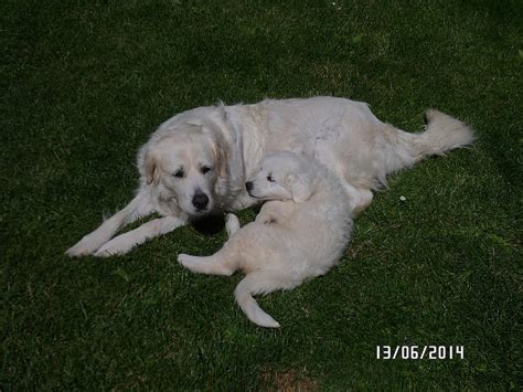 Šteniatko slovenského čuvača s dieťaťom