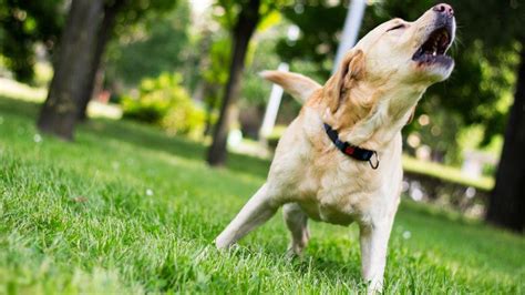 Pes štekajúci pri dverách